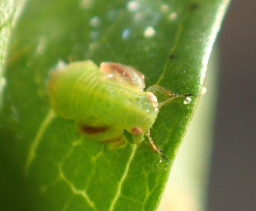 Cacopsylla peregrina